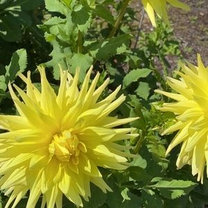 Meet your Posher, Mei lan